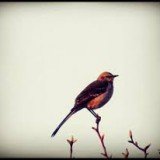 Homework: Who’s a Mockingbird?