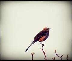 Homework: Who’s a Mockingbird?