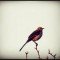 Homework: Who’s a Mockingbird?