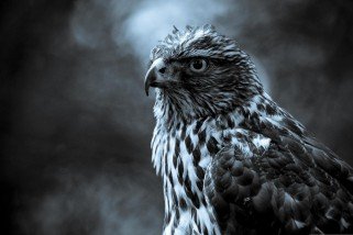 “Conflict” Poetry Anthology